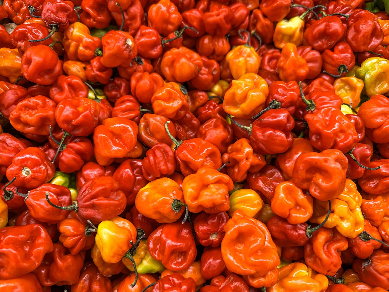 辣椒的选择艺术：菜品与辣椒品种的完美搭配